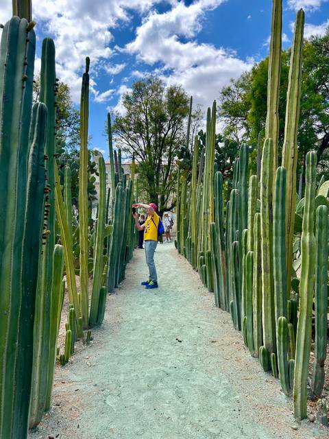 Visitors explore a narrow path through towering columnar cacti in a botanical garden.