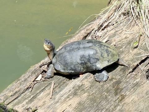 Freshwater turtle basks on a mossy log sloping into green river water.