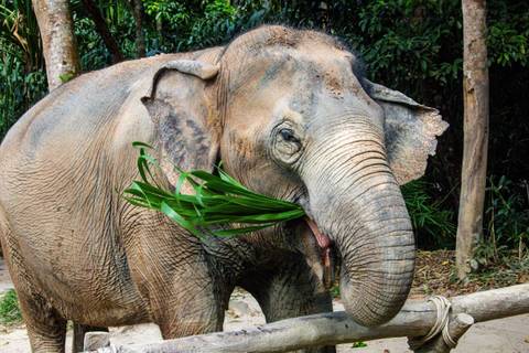 An Asian elephant uses its trunk to eat fresh green leaves while standing in a forested sanctuary.
