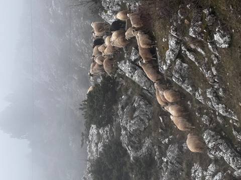 Flock of sheep moving across foggy, rocky alpine terrain under low visibility conditions.