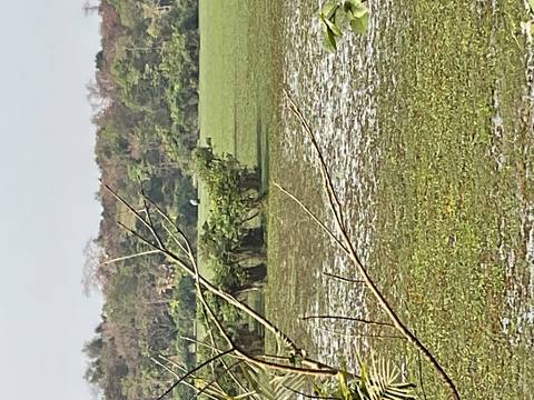 A marshy wetland with scattered water plants and a lone bird in the distance on a hazy day.
