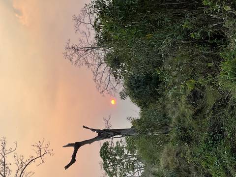 Orange sun setting behind silhouettes of trees and sparse forest under a pastel sky.