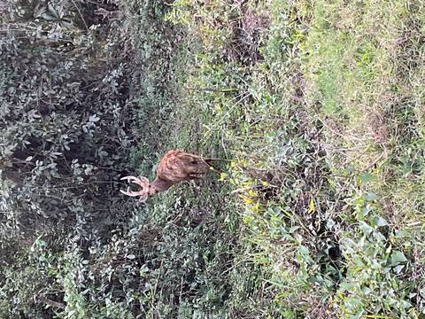 Wild deer with prominent antlers stands alert in dense green undergrowth.