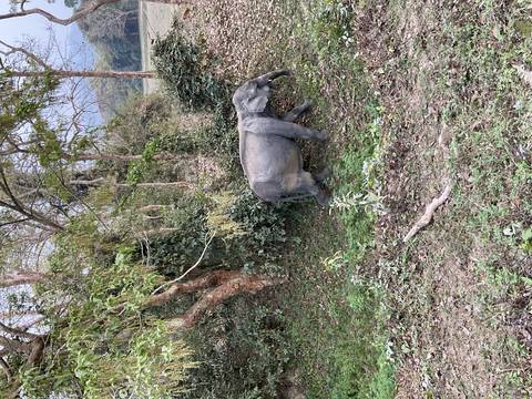 A young elephant walks along a leafy forest edge with trees and vines in the background.