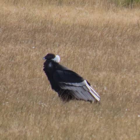 Distant blurry image of a black-and-white Andean condor standing in dry grass.