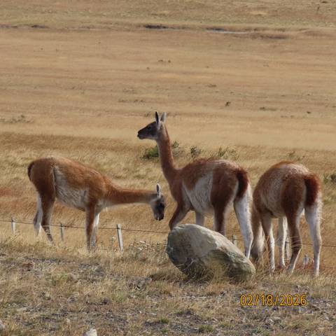 Close view of three guanacos grazing in dry grasslands beside a fence.