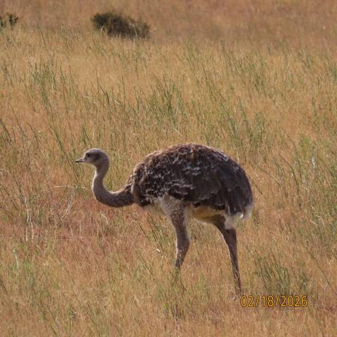 Side profile of a rhea standing in sunlit grassland.