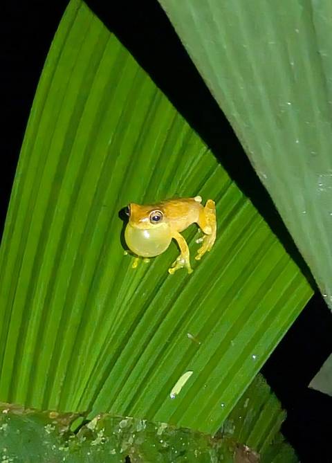 Yellow tree frog at night inflates its throat pouch while perched on a broad leaf.