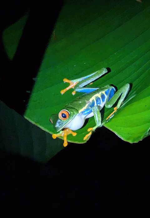 Colorful red-eyed tree frog with orange toes clings to a green leaf under night flash.