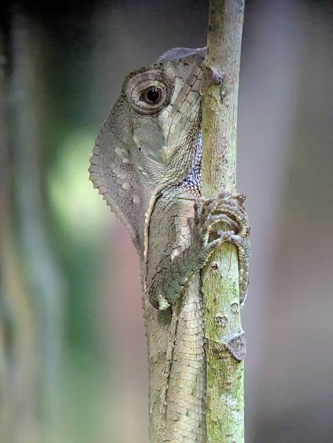Camouflaged lizard grips a slender branch showing intricate wing-like skin flaps.
