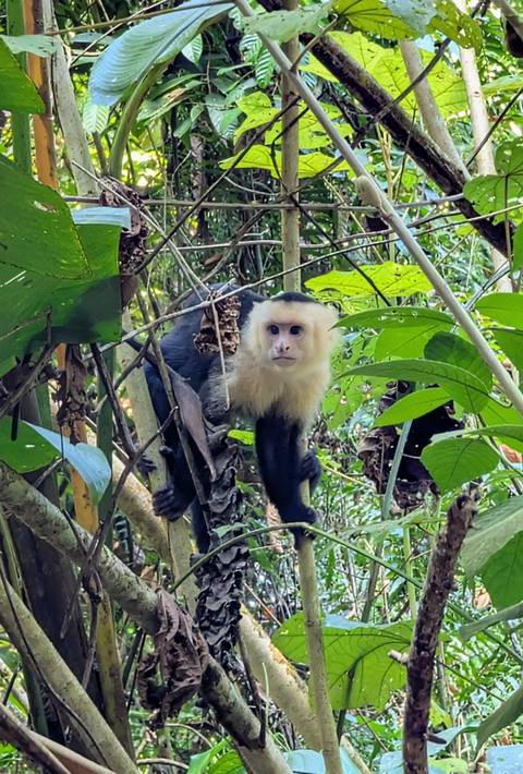 White-faced capuchin monkey peers curiously from leafy rainforest branches.