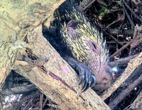 Close-up of a sleeping porcupine nestled in tree branches showing quills and claws.