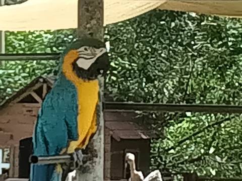 Colorful blue-and-yellow macaw perched on a wooden post with leafy background.