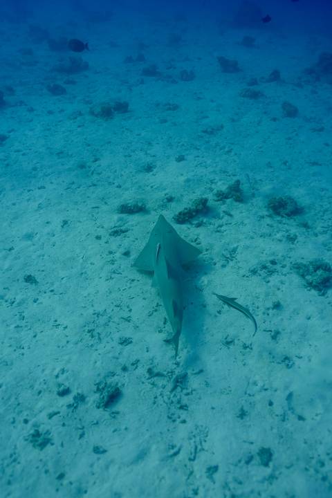 Underwater view of a guitarfish resting on sandy seabed accompanied by a smaller remora.