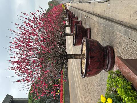Row of large ceramic planters holding blooming pink peach trees lining a paved walkway.