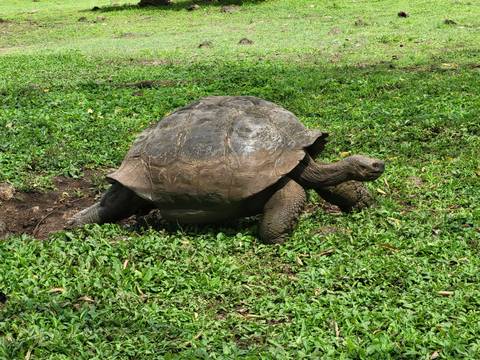Galápagos giant tortoise resting on lush green grass.
