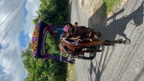 A horse-drawn cart decorated with purple flowers travels a rural road bordered by lush vegetation.