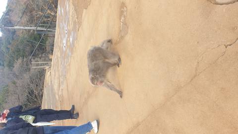 Wild Japanese macaque walking across a hillside path while tourists observe.