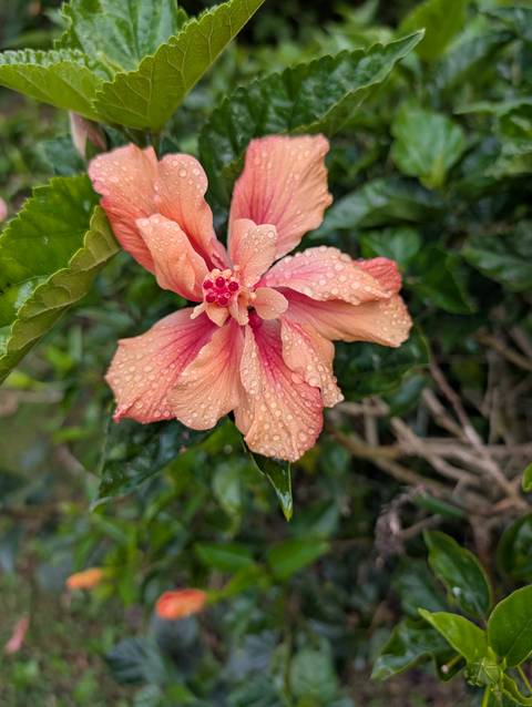 Close-up of a peach-pink hibiscus bloom covered in fresh raindrops against green foliage.