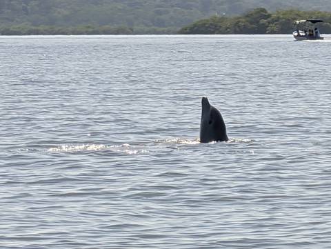 Dolphin vertical spyhop in calm ocean waters under bright sunlight.