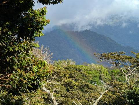 Rainbow arching over misty forested mountains with dense foliage in the foreground.