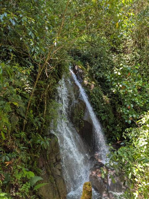Slim waterfall cascading down mossy rocks surrounded by dense tropical vegetation.