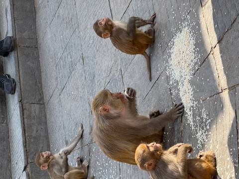 Klantbeoordelingsfoto van Nepal Snapshot 7 dagen - One Life Adventures