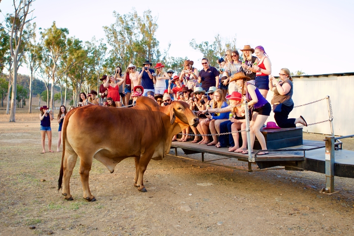 Group of people interacting with a cow at a ranch.