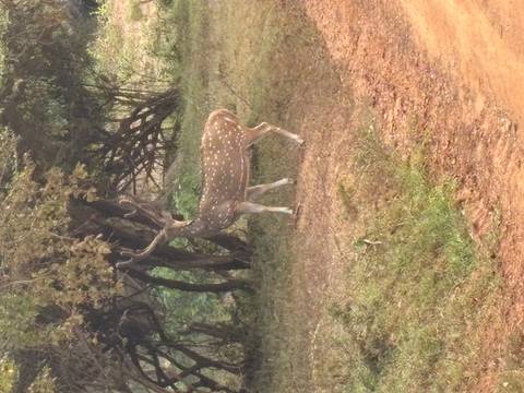 Exquisite Erkundung Sri Lankas Foto von Kundenbewertung