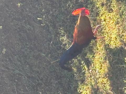 Exquisite Erkundung Sri Lankas Foto von Kundenbewertung
