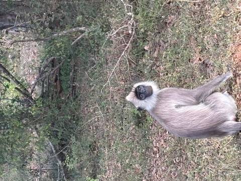 Exquisite Erkundung Sri Lankas Foto von Kundenbewertung