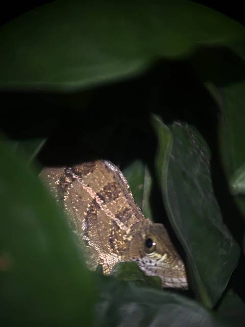 Dimly lit close-up of a camouflaged reptile hidden among leaves at night