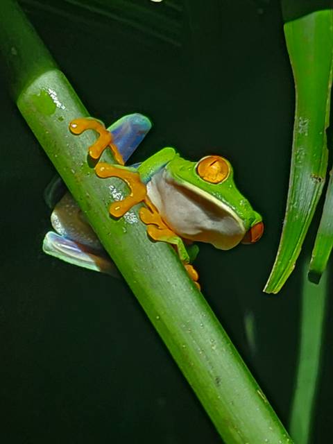 Vivid red-eyed tree frog clinging to a green stalk in the rainforest at night