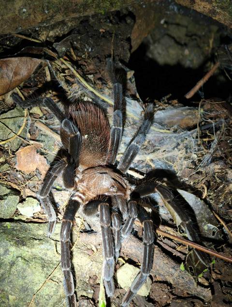 Large tarantula illuminated on forest floor showing hairy legs and fangs