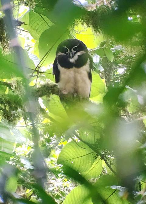 Soft-focus image of a small bird perched on mossy branch with leaves obscuring view