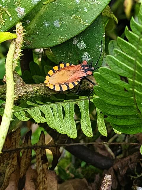 Close-up of colorful shield bug on fern leaf in rainforest