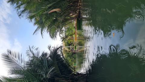 Tranquil coconut palm channel with calm water reflecting greenery in central Vietnam.