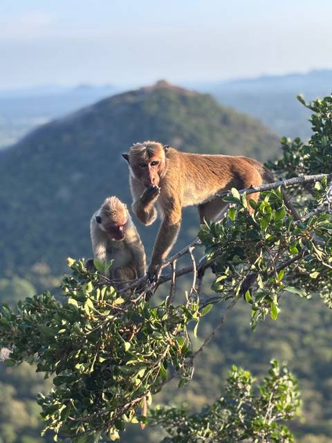 Two toque macaques perch on a leafy branch, one nibbling thoughtfully.