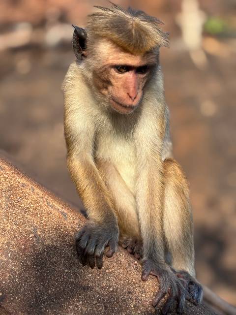 Portrait of a young monkey with expressive eyes sitting against a softly blurred background.