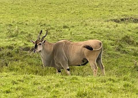 An eland antelope stands alert in a grassy savannah clearing.