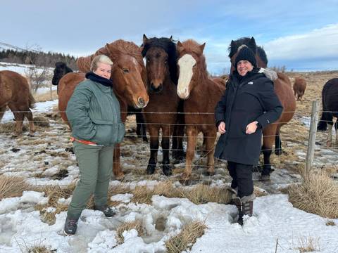 Pair of travelers stand by a fence petting friendly Icelandic horses in snowy fields.