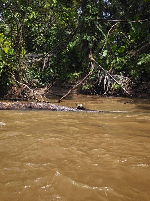 Small turtle sunning on a fallen log in a muddy jungle river