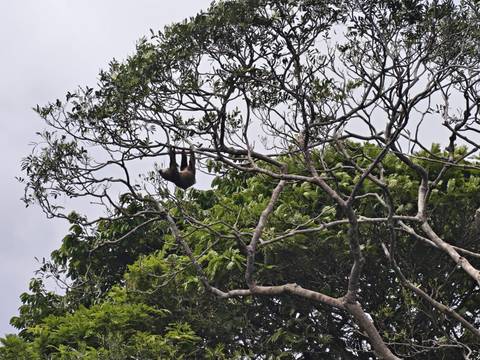 Sloth hanging high in dense tree branches against a cloudy sky