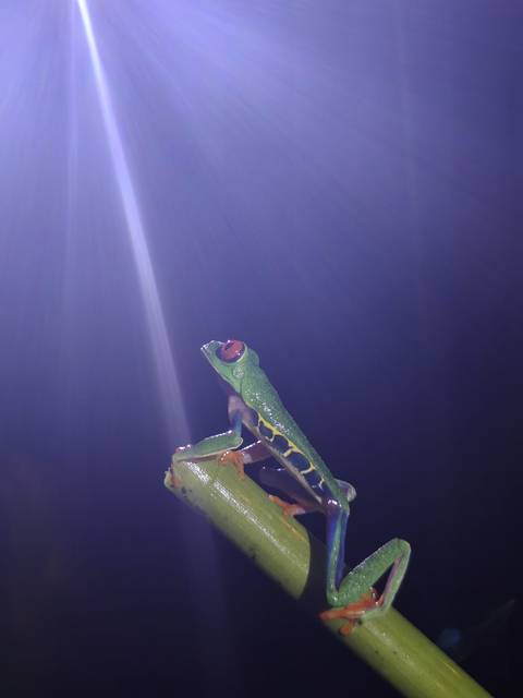 Close-up of a red-eyed tree frog illuminated dramatically against a dark background