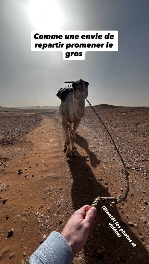 Close, dusty view of a camel being led along a desert track in Morocco’s Sahara light.