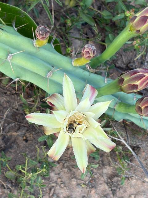Close-up of a blooming cactus flower with a bee collecting nectar.