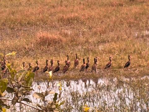 Flock of waterfowl standing in a marshy wetland under warm light.