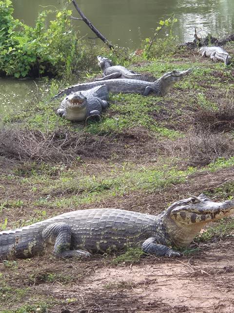Two caimans resting on grassy riverbank with jaws open.