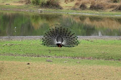 Peacock displaying full fan of feathers beside reflective waterhole in grassy reserve