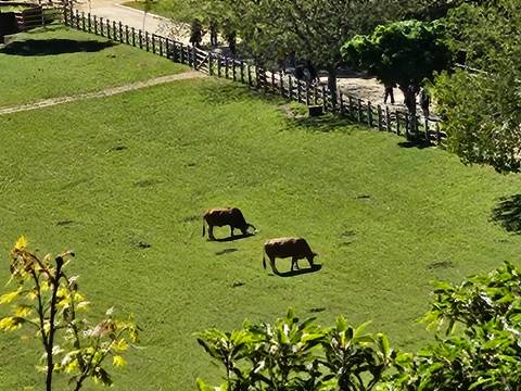 Two grazing cows on a lush green hillside viewed from above with walking path nearby.
